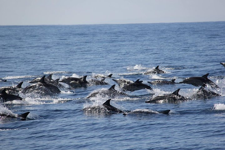 Spectacular dolphins in Tauranga